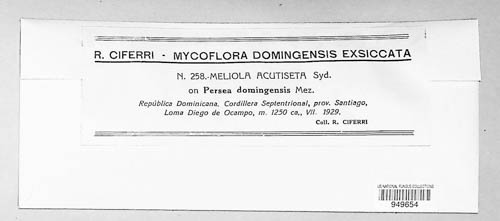 Meliola acutiseta image